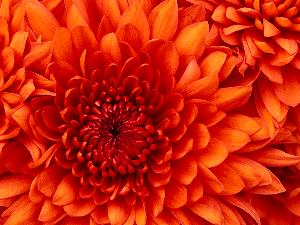 JS Image of client JS